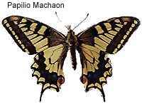 Papilio Machaon