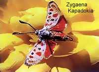 Zygaena Kapadokia