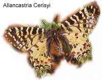 Allancastria Cerisyi