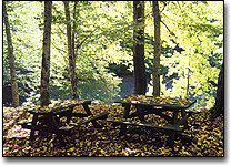 trees from a forest in Turkey