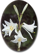 flower in Turkey