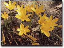 flora in Turkey